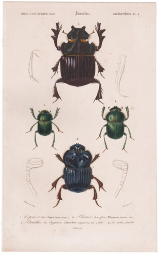 Antique prints of beetles, bees, wasps, etc.